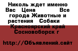 Николь ждет именно Вас › Цена ­ 25 000 - Все города Животные и растения » Собаки   . Красноярский край,Сосновоборск г.